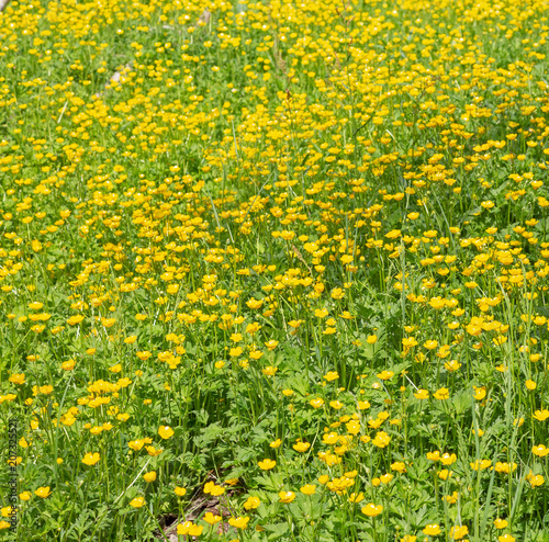 Field of bright yellow buttercups