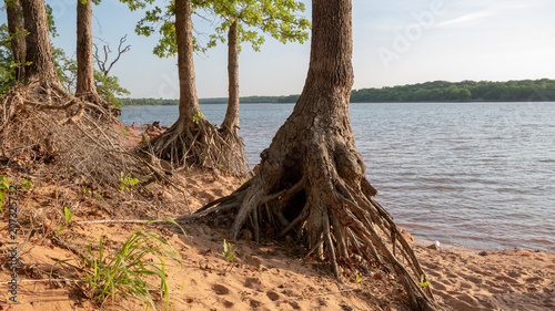 tree with exposed roots at lake