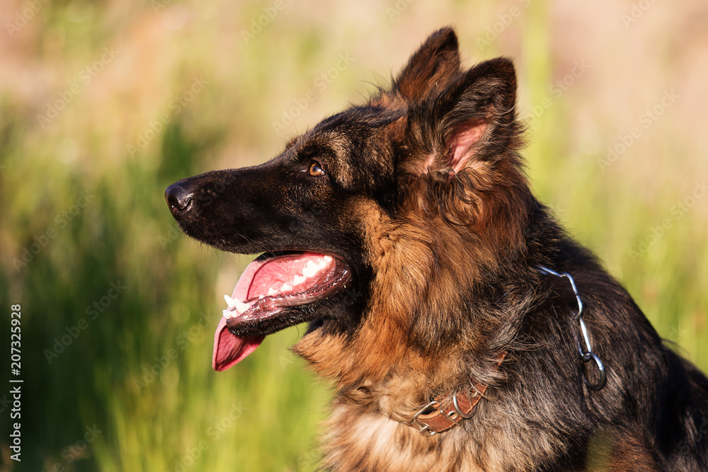 Shepherd dog outdoors