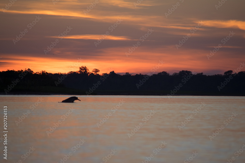 A pink river dolphin at dusk on the Amazon river