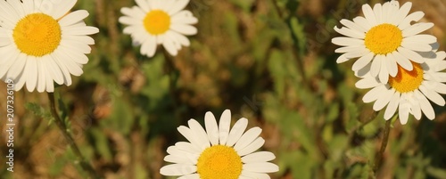 Blumenwiese in den Bergen