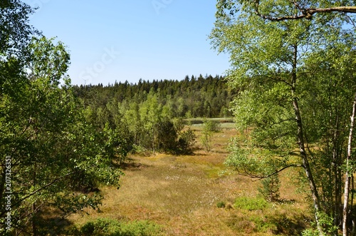 Hormersdorfer Hochmoor im Erzgebirge photo