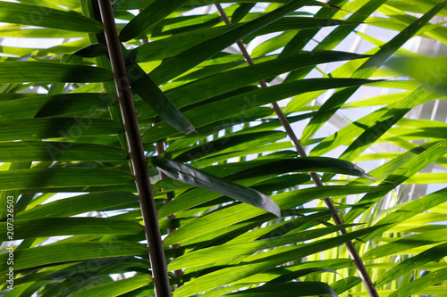 Layers of tropical leaves