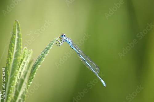 Blue dragonfly sitting on a green leaf