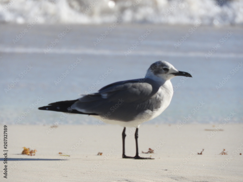 Seagull Seagull