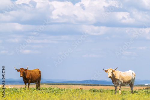 Fototapeta Naklejka Na Ścianę i Meble -  Amazing landscape of green grass with cows