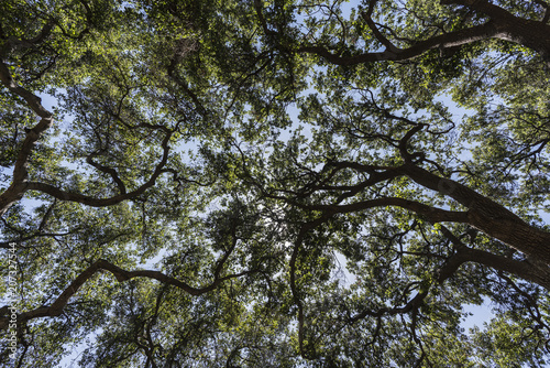 Upward view of old oak tree grove canopy at Corriganville Park in Simi Valley, California.  