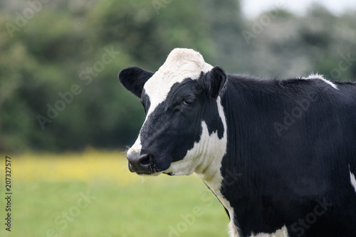 A close up of a black and white cow
