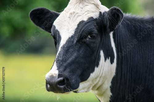 A close up of a black and white cow