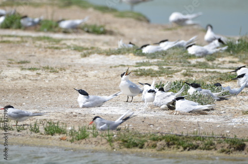 Sterne caugek (Thalasseus sandvicensis)