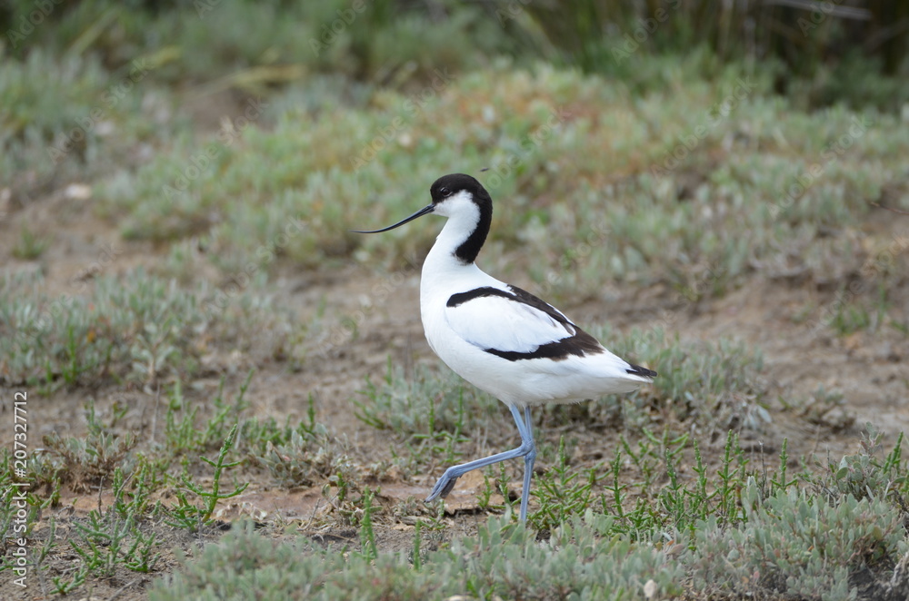 Avocette élégante (Recurvirostra avosetta)