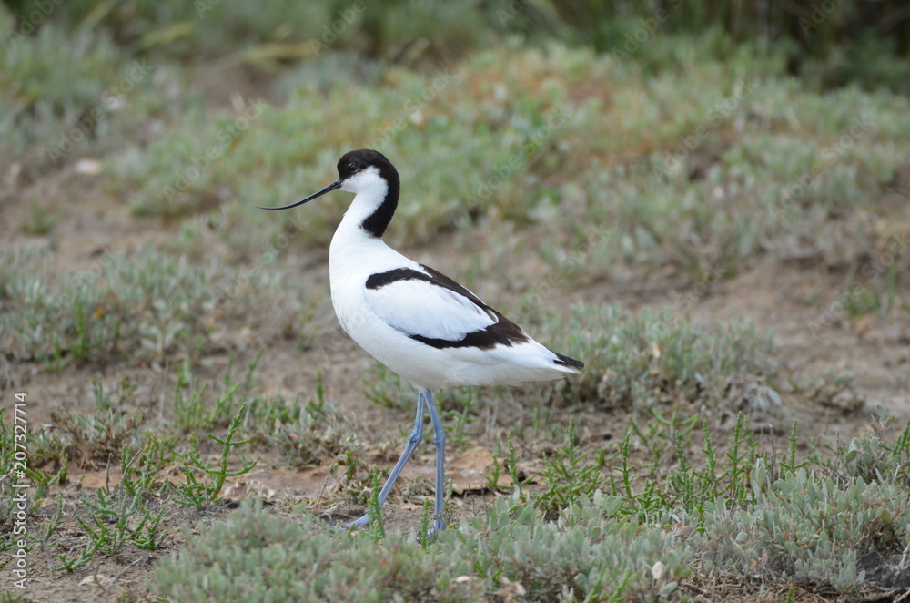 Avocette élégante (Recurvirostra avosetta) Avocette élégante (Recurvirostra avosetta)