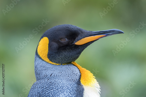 King Penguin  South Georgia Island  Antarctic