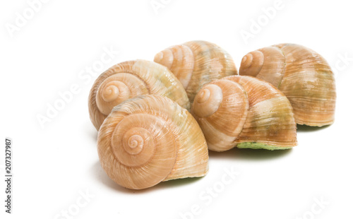 snail shell on burgundy isolated