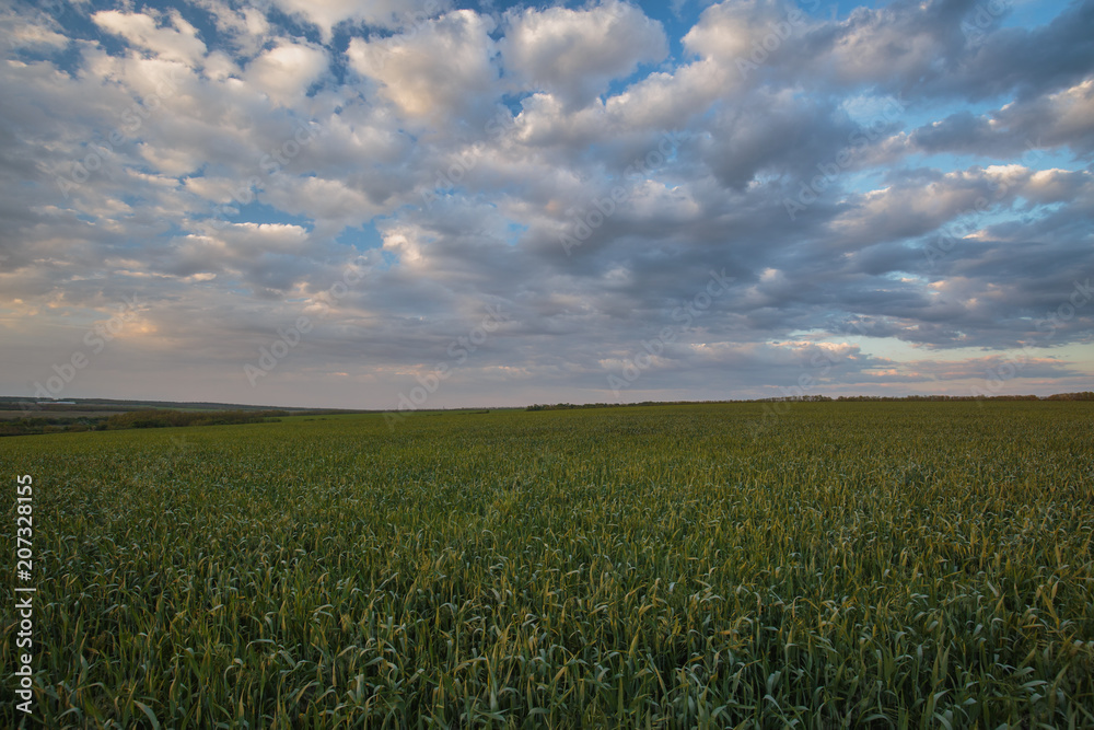 The movement of the thunderclouds over the fields of winter wheat in early spring in the vast steppes of the Don. The movement of the thunderclouds over the fields of winter wheat in early spring in the vast steppes of the Don.