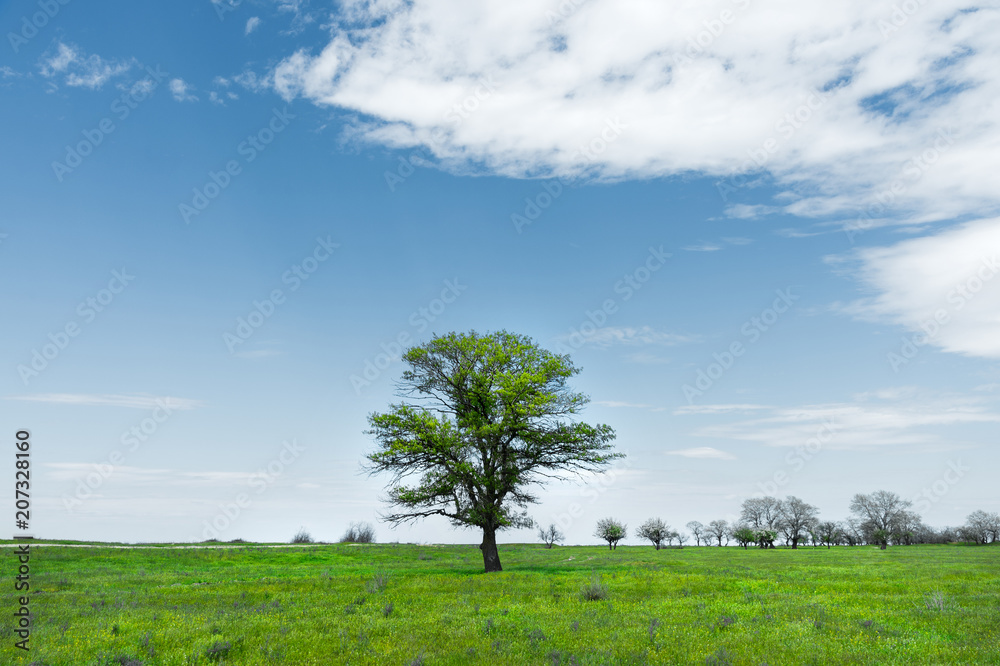 Lonely green tree in the middle of a meadow field against a blue sky background with white clouds. Spring landscape Lonely green tree in the middle of a meadow field against a blue sky background with white clouds. Spring landscape