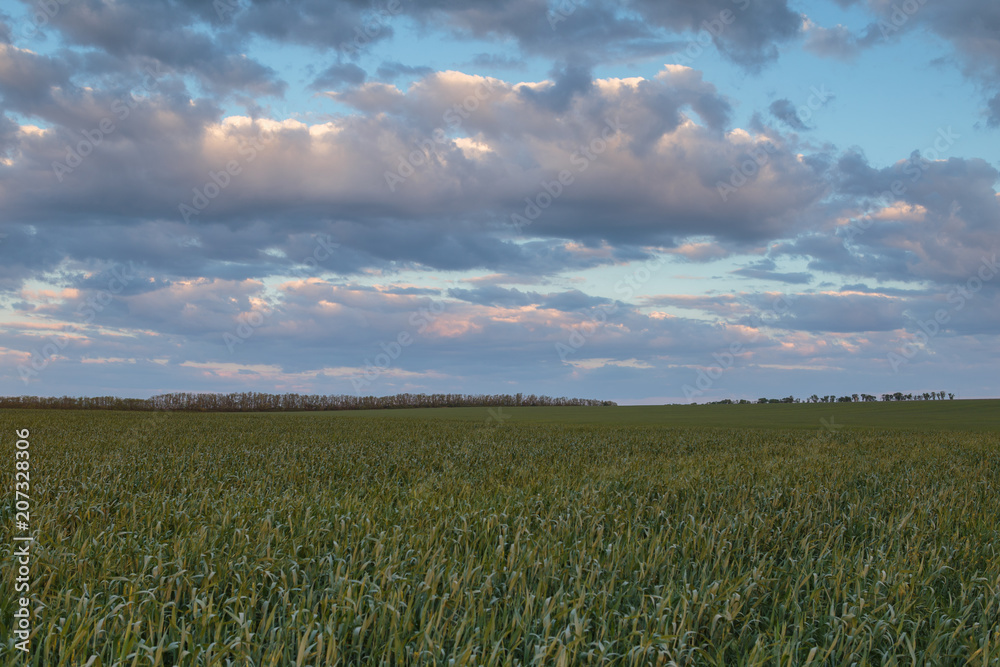 The movement of the thunderclouds over the fields of winter wheat in early spring in the vast steppes of the Don.