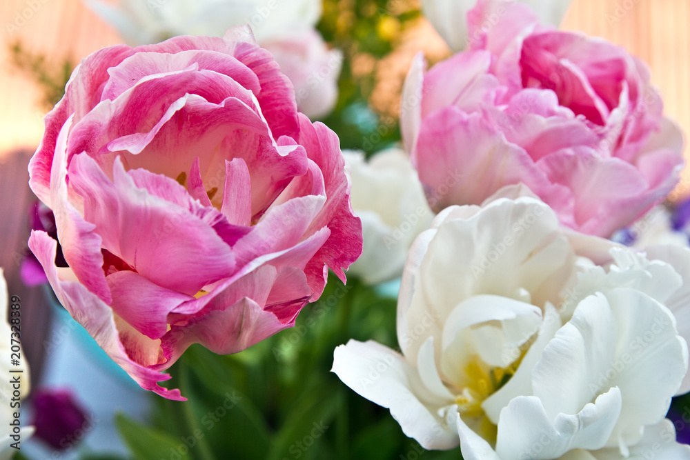 Double Tulip Angelique. Tulip flower closeup Double Tulip Angelique. Tulip flower closeup