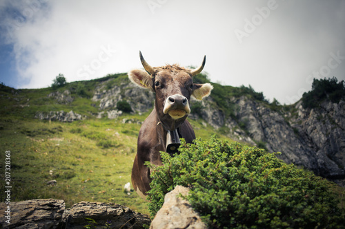 Cows grazing on an alpine pasture in high mountains, ringing with their bells
