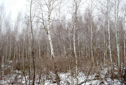 Wallpaper Mural The greens under the snow 1 Torontodigital.ca