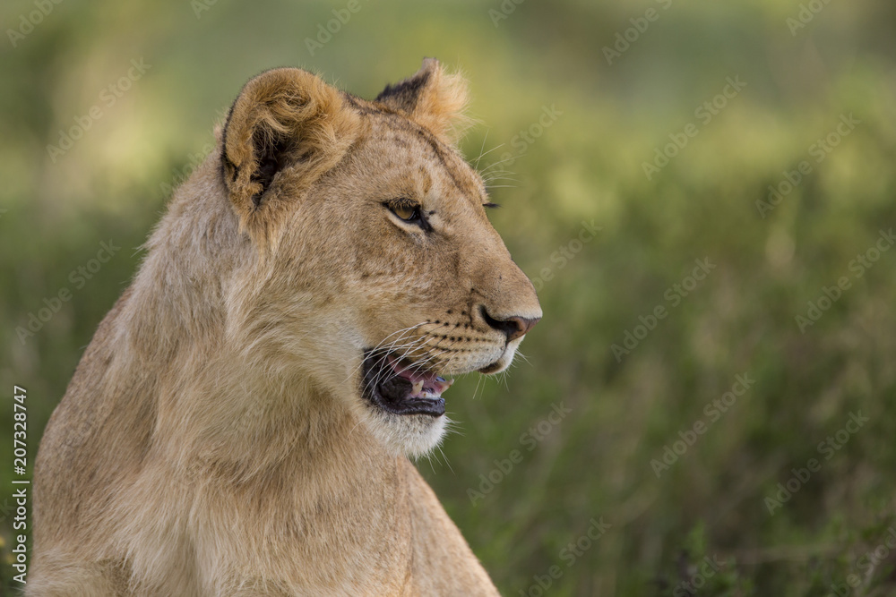Lioness in the Masai Mara National Park in Kenya Lioness in the Masai Mara National Park in Kenya