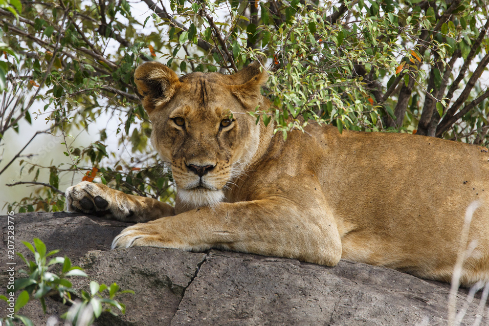 Obraz premium Lioness in the Masai Mara National Park in Kenya