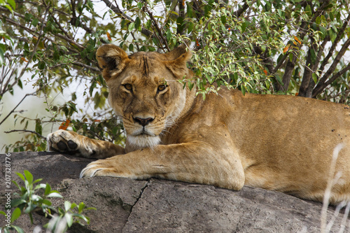 Lioness in the Masai Mara National Park in Kenya