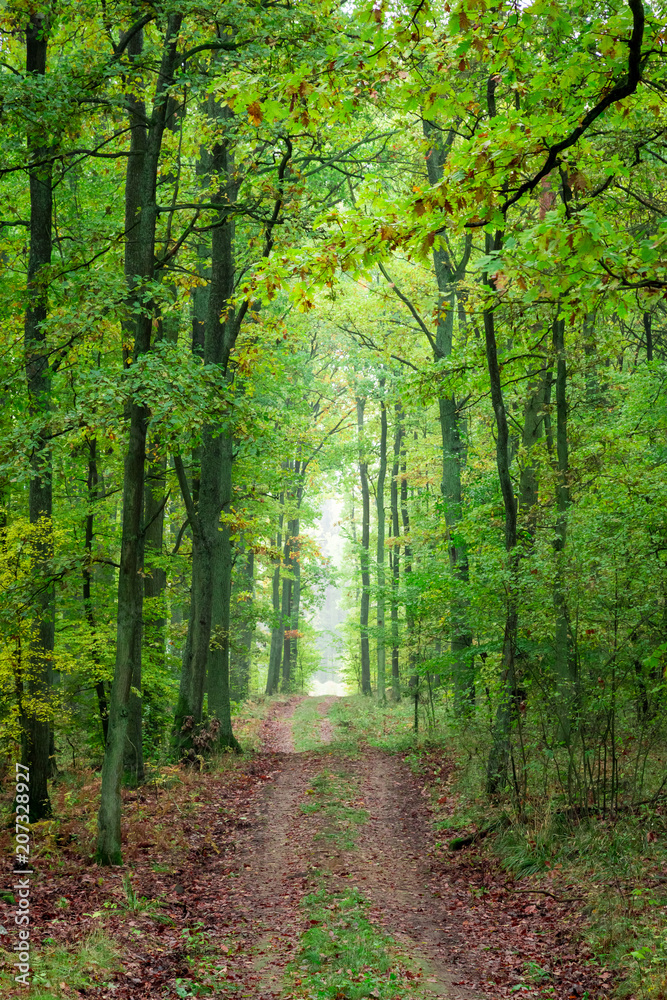 Fototapeta premium Gold and green forest in the fall, Europe