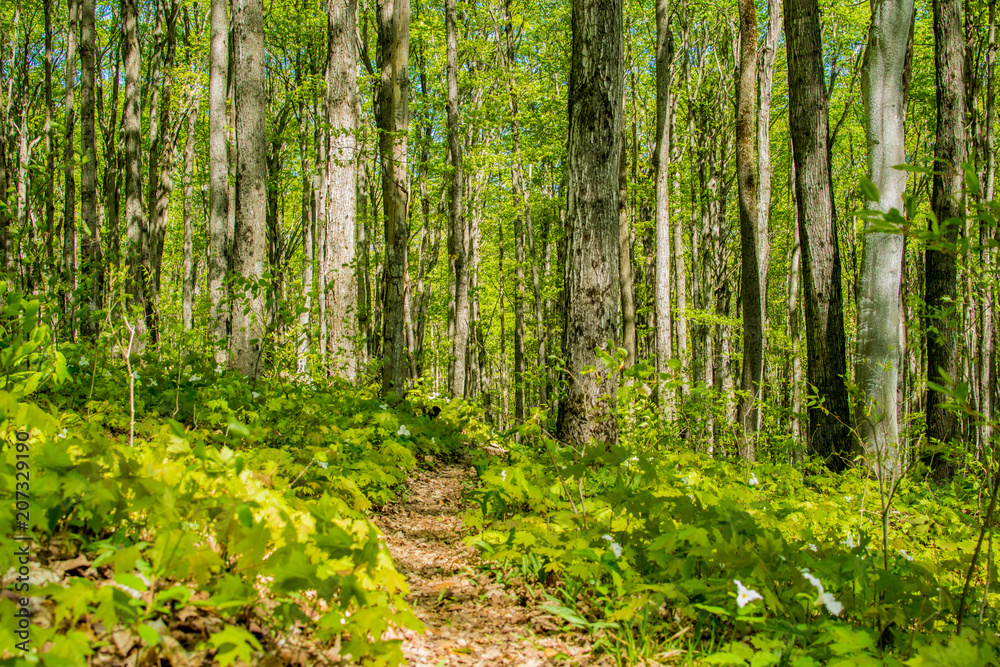 Obraz premium Nature Trail 2
