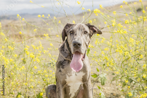 Great dane with long tongue