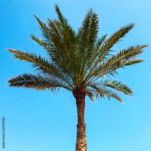 Palm tree in the background of the blue sky