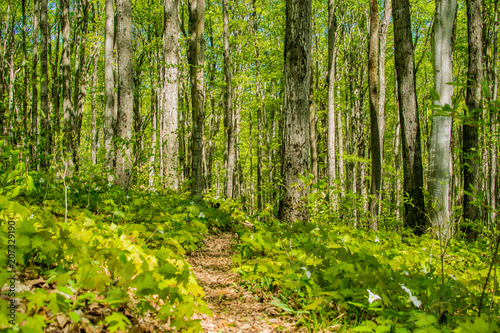 Nature Trail 2