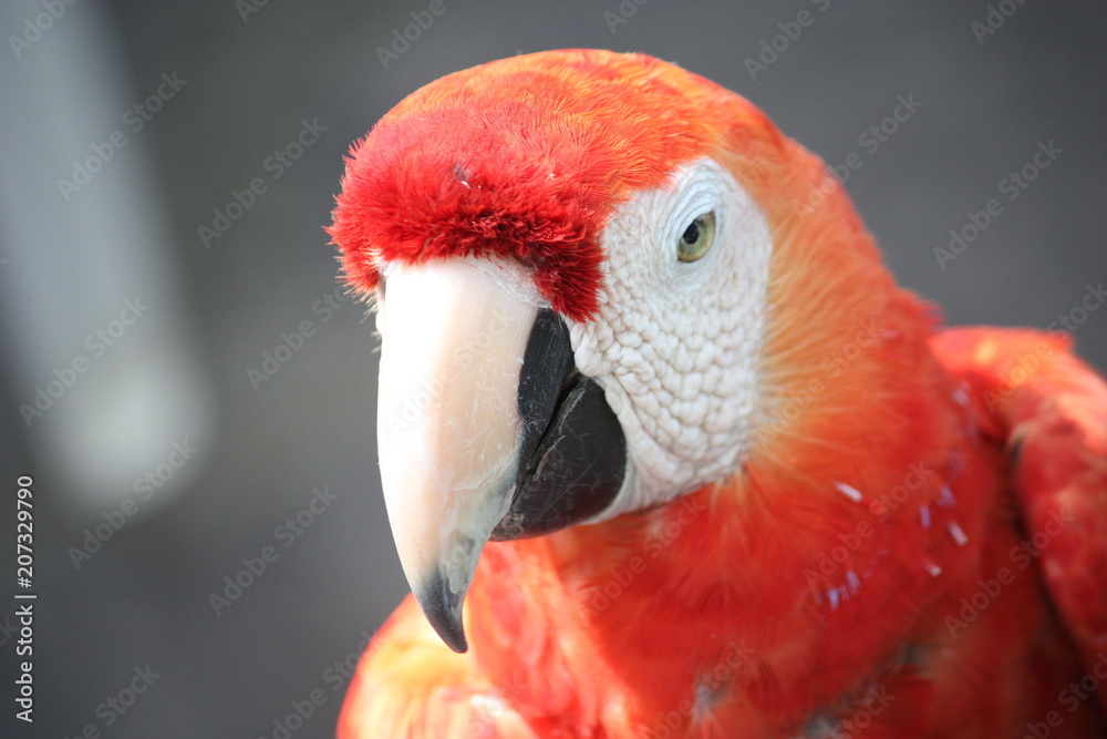 Head closeup of Parrot