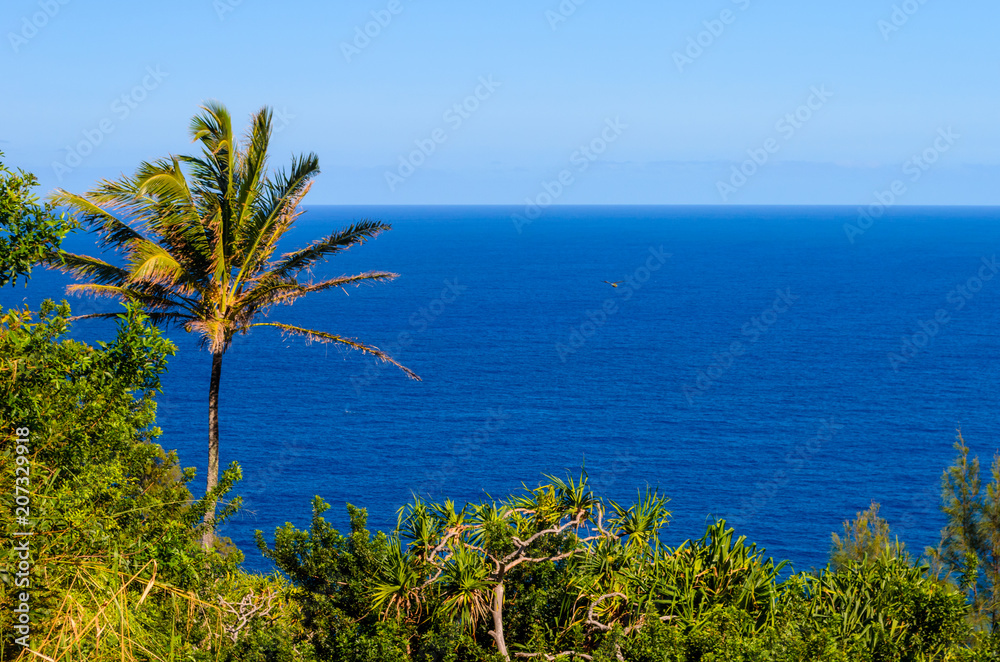 Palm Tree overlooking the Pacific