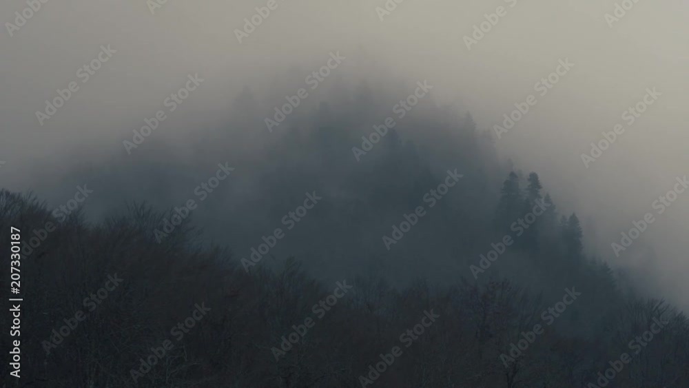 White Fog Or Smog Is Rolling Around From The Thicket Of Autumn Forest Growing On A Picturesque Forest Near The Mountains White Fog Or Smog Is Rolling Around From The Thicket Of Autumn Forest Growing On A Picturesque Forest Near The Mountains