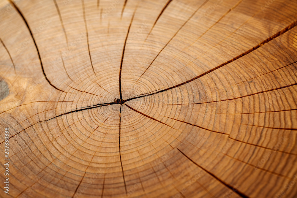 Fototapeta premium Wood texture grunge background