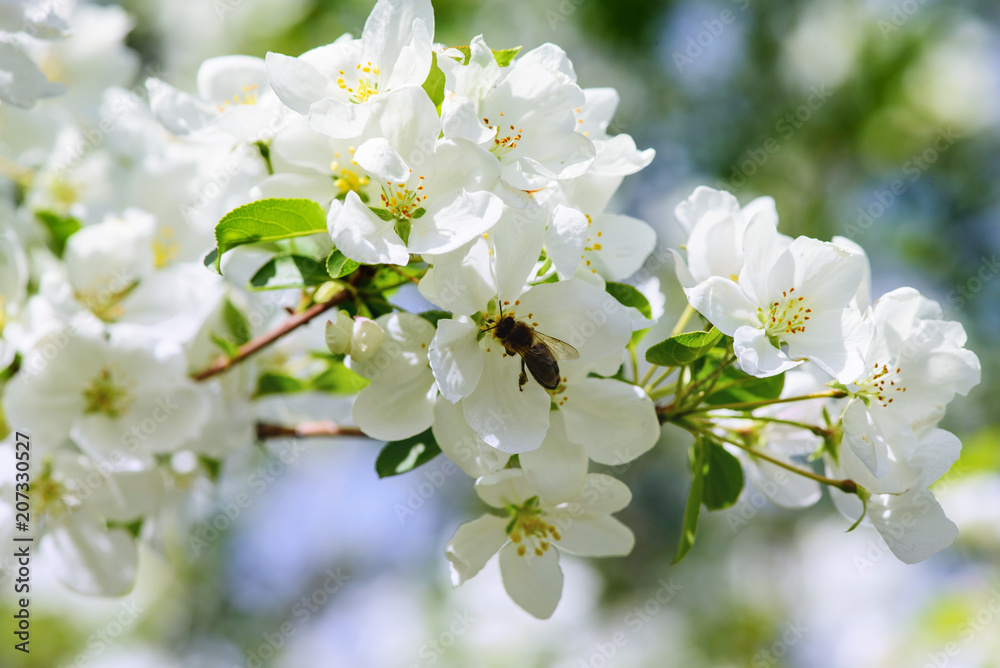 Obraz premium Sunlight on branch with appleblossom on appletree in spring on the green backround with bee