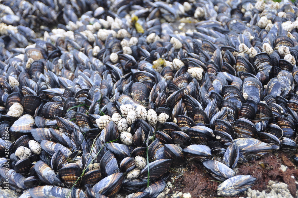 Miesmuscheln auf Fels