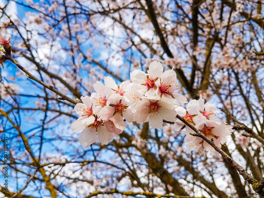 almond tree flowers spirng blue sky almond tree flowers spirng blue sky
