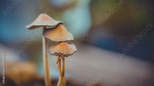 Growing Brown Mushroom photo