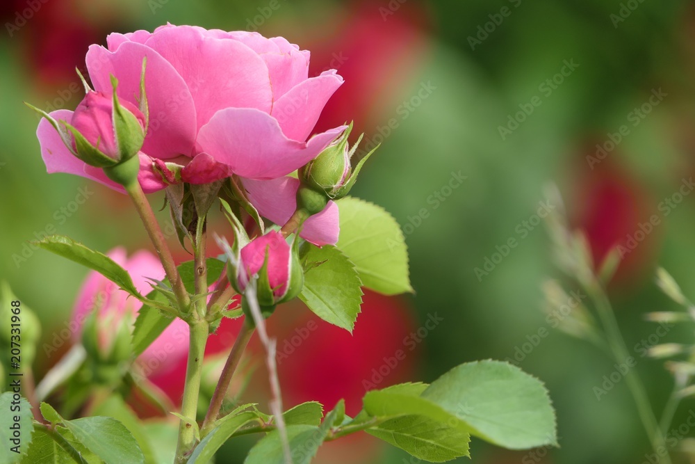 Rosa Rosen vor roten Rosen, Bokeh Rosa Rosen vor roten Rosen, Bokeh