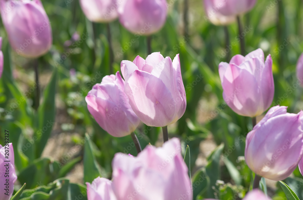 Fototapeta premium チューリップ 薄紫×白