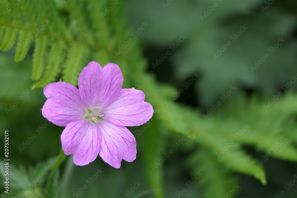 Kleine blühende lila Blume, Bokeh Kleine blühende lila Blume, Bokeh