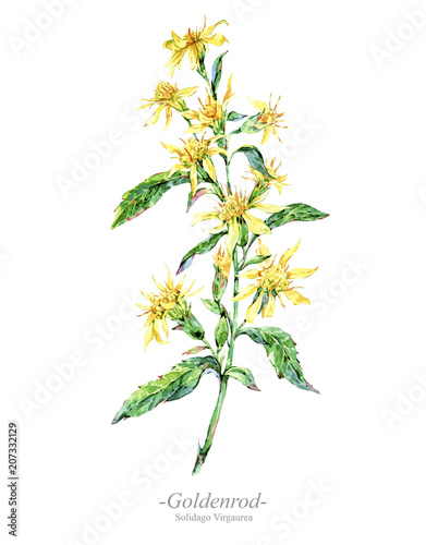 Watercolor summer medicinal flowers, Goldenrod plant