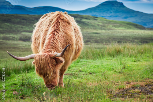 Grazing highland cow on gre...