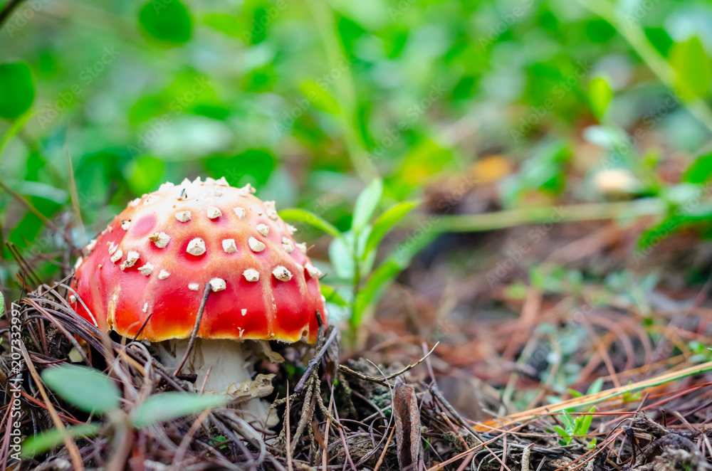 Red poisonous fungus with white in the field surrounded by plants and sunset sunlight blurred by the clouds
Red poisonous fungus with white in the field surrounded by plants and sunset sunlight blurred by the clouds
