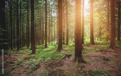 Obraz drzewa w lesie w słoneczny dzień