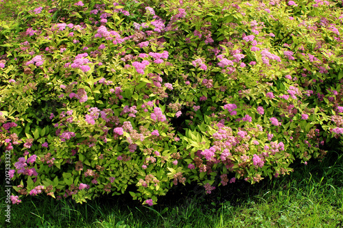 Japanese spirea bush in the garden photo