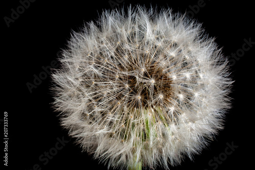 Dandelion Seed