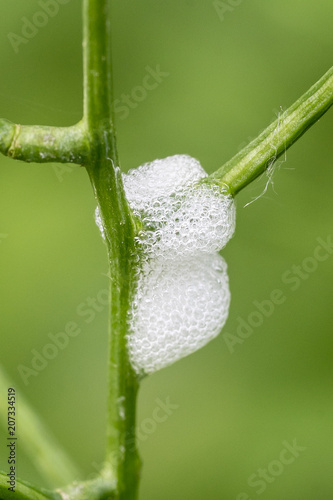 Closeup of the foam nest of a spittlebug larva photo